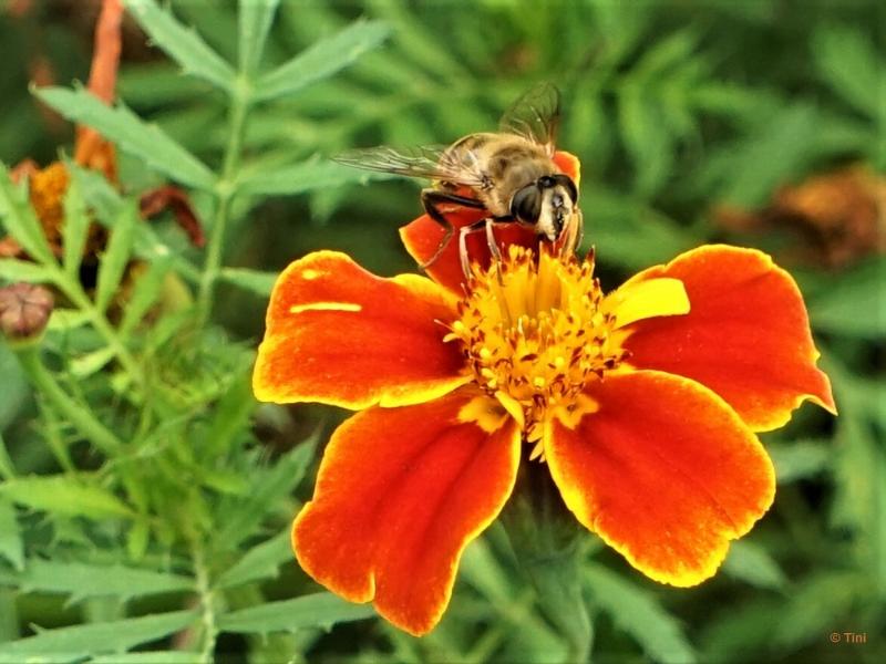bdFoto 9.JPG - Artis en de hortus botanicus